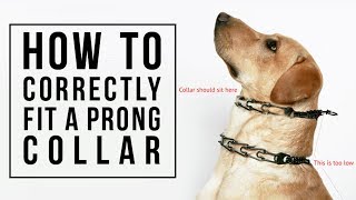 How to Correctly Fit a Prong Collar [upl. by Eatnoed247]