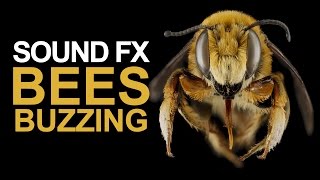 BEES BUZZING  Sound Effect High Quality [upl. by Miof Mela]