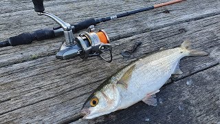 How to Catch MULLET with Soft Plastics [upl. by Ellimahs]