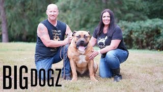 Barbarian Boerboels – The 200lb ‘Dogs Of War’  BIG DOGZ [upl. by Picker21]