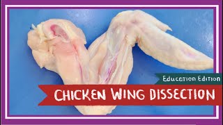 Chicken Wing Dissection  Spread Your Wings EDU [upl. by Wilmer891]