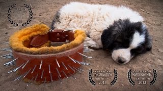 Livestock Guardian Dogs Working on Common Ground  People amp Carnivores [upl. by Drogin]