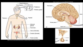 Grade 12 Life Sciences Responding to the Environment The Endocrine System [upl. by Micheil312]