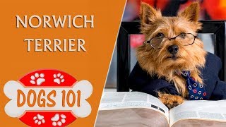 Dogs 101  NORWICH TERRIER  Top Dog Facts About the NORWICH TERRIER [upl. by Havot210]