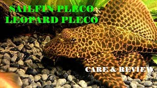 Sailfin Pleco  Leopard Pleco  Clown Pleco  Pterygoplichthys Gibbiceps [upl. by Agbogla]