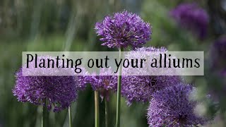 Planting out your alliums [upl. by Leupold151]