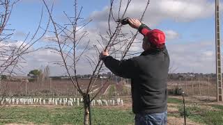 Poda de formación en plantaciones de almendro de regadío Año 1 [upl. by Enrev]