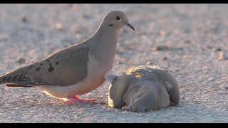 Mourning Dove  The Loss [upl. by Aven]