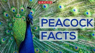 Interesting Facts About Peacocks And Peahens Or The Peafowls [upl. by Jasen385]