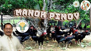 Part1 Philippine free range chicken guide for beginners  free range chicken farming Philippines [upl. by Eelyram]