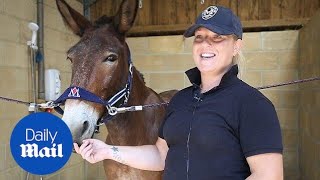 Meet the first mule to win the British dressage competition [upl. by Issiah]