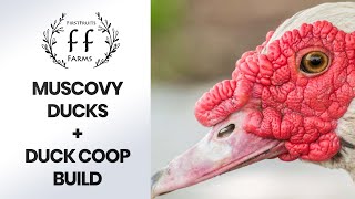 Muscovy Ducks on the Homestead  Duck Coop Build DIY [upl. by Nylissej]