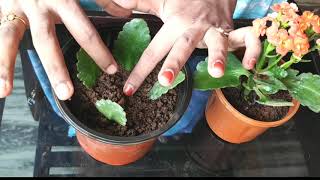 Kalanchoe Plant Care amp Propogation [upl. by Fennessy]