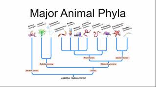 Major Animal Phyla [upl. by Urbai]