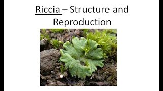 Riccia  ALL ABOUT BIOLOGY  BY JYOTI VERMA [upl. by Nanahs263]