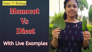 Anatomy of Flowering plantsMonocot Vs Dicot Live ExamplesTap root amp Fibrous rootClass 11 Biology [upl. by Renba]