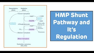 Hexose Monophosphate Shunt HMP Shunt Pathway  Pentose Sugar Synthesis [upl. by Margarida540]