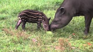 Brazilian Tapir Calfs First Day on Exhibit [upl. by Anyaled907]