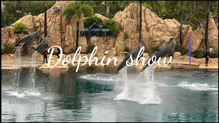 Dolphin show  The Sea World  Gold Coast Australia [upl. by Hurlow525]