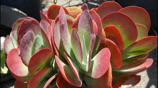 Kalanchoe plant Identify Luciae Thyrsiflora and Tetraphylla [upl. by Rabassa]