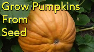 How to Grow Pumpkins From Seed  Step By Step [upl. by Rosenbaum]