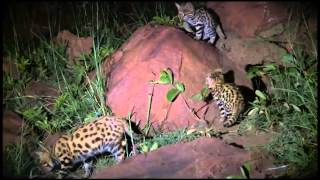 Wildlife WonderBlack Footed Cats [upl. by Tnecnev137]