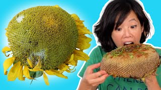 🌻 How to Eat a SUNFLOWER HEAD [upl. by Caty]