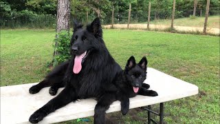 Solid black German Shepherd puppy for sale [upl. by Amarette]