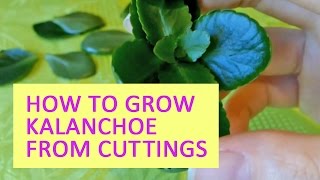 How to grow kalanchoe from cuttings [upl. by Maddi]