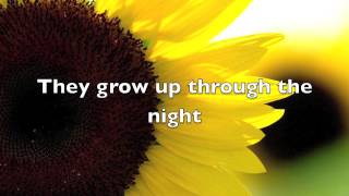 Sunflower song lyrics [upl. by Bernardo]