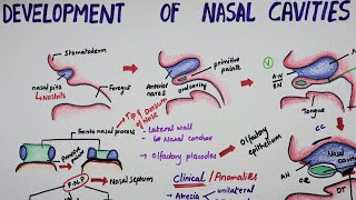 Development Of Nasal Cavities  Embryology [upl. by Raymund]