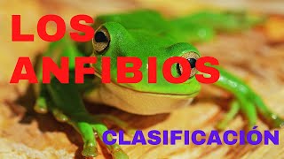 CLASIFICACIÓN DE LOS ANFIBIOS Y SUS CARACTERÍSTICAS [upl. by Eilyak]