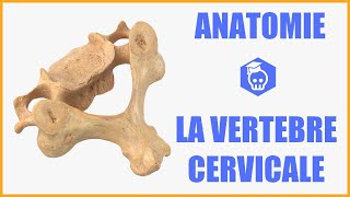 ANATOMIE  LA VERTEBRE CERVICALE TYPE [upl. by Annenn964]