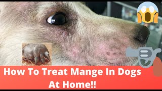 🔥Tips and Complete Guide “how to treat mange in dogs at home ” 👍 [upl. by Annawoj390]