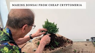 Making Bonsai from Cryptomeria Nursery Plants [upl. by Ribal]