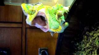 Hissing Veiled Chameleon changing colors [upl. by Nyladnar403]