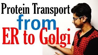 Protein transport from ER to golgi to lysosome [upl. by Araf711]