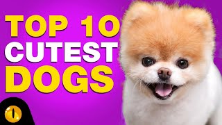 TOP 10 CUTEST DOG BREEDS [upl. by Ximenez]