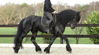 Friesian dressage horse Floris [upl. by Llertnad106]