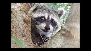 Everything You Need To Know About Raccoons Revealed [upl. by Jacobs]