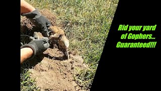 Guaranteed easy way to get rid of gophers from damaging your yardGopher trapping techniques [upl. by Georgina]