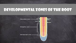 Developmental Zones of the Root  Plant Biology [upl. by Worrell]