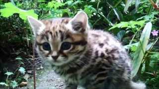 black footed cat kitten [upl. by Sitoiyanap]