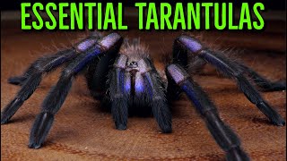 MUST HAVE Tarantulas  YOU Need These BIG Spiders [upl. by Ertsevlis]