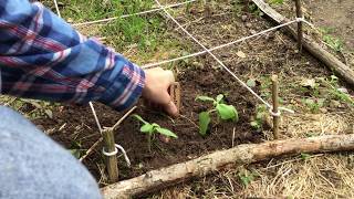 Transplanting Leggy Sunflowers [upl. by Allana]