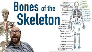 Bones of the Skeleton [upl. by Hearsh]