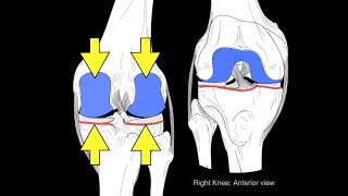 Lateral Collateral Ligament LCL Anatomy and Function [upl. by Nalrah383]