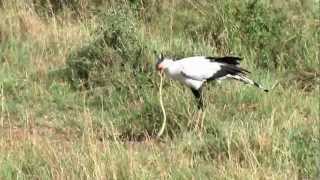 Secretary bird eating a Cobra [upl. by Hedvige]