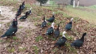 Muscovy ducks flying [upl. by Shantha]