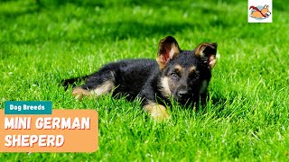 Miniature German Shepherd A Pet Parents Guide to This PocketSized Shepherd [upl. by Adam]